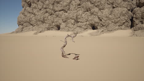 dead tree in a desert