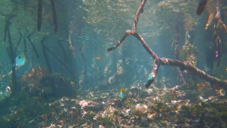 Unter-Den-Bäumen-Einer-Mangrove-Mit-Fischen-Und-Korallen