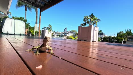 lizard exploring a sunny deck area