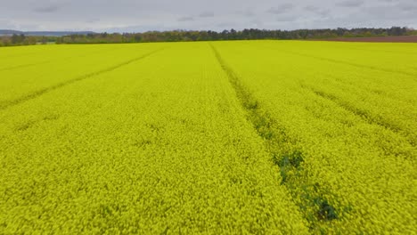 Vista-Aérea-De-Drones-De-Campos-De-Colza.