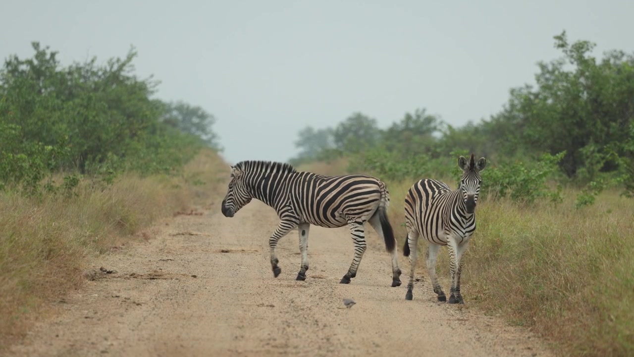 Due zebre delle pianure che attraversano una strada sterrata nel Parco Nazionale Kruger, Sudafrica