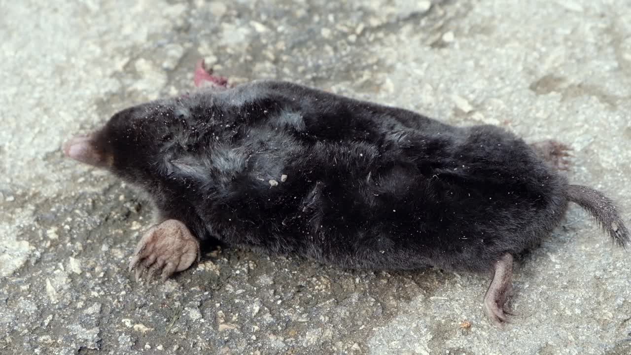 Close up of a Caucasian mole on the ground