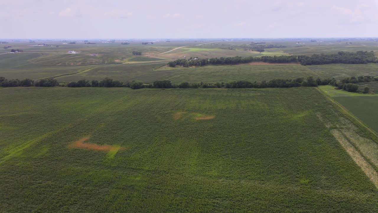 video aéreo de drones de tierras agrícolas ricas, verdes, rurales, agrícolas, maíz y frijol, corazón del medio oeste de iowa