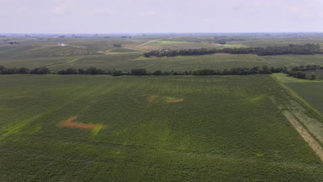 Aerial-Drone-Video-Of-Rich,-Green-Rural,-Agrarian-Agricultural-Farmland-Corn-And-Bean-Midwest-Heartland-Of-Iowa