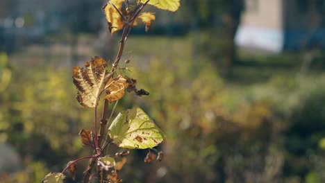 thin branch with green leaves waves in wind at sunlight