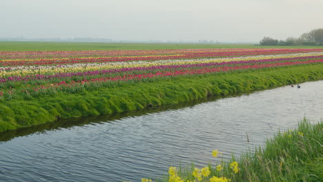 colorful tulip field near amsterdam by a serene river with ducks