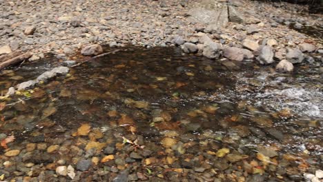 water flows gently over rocks and logs