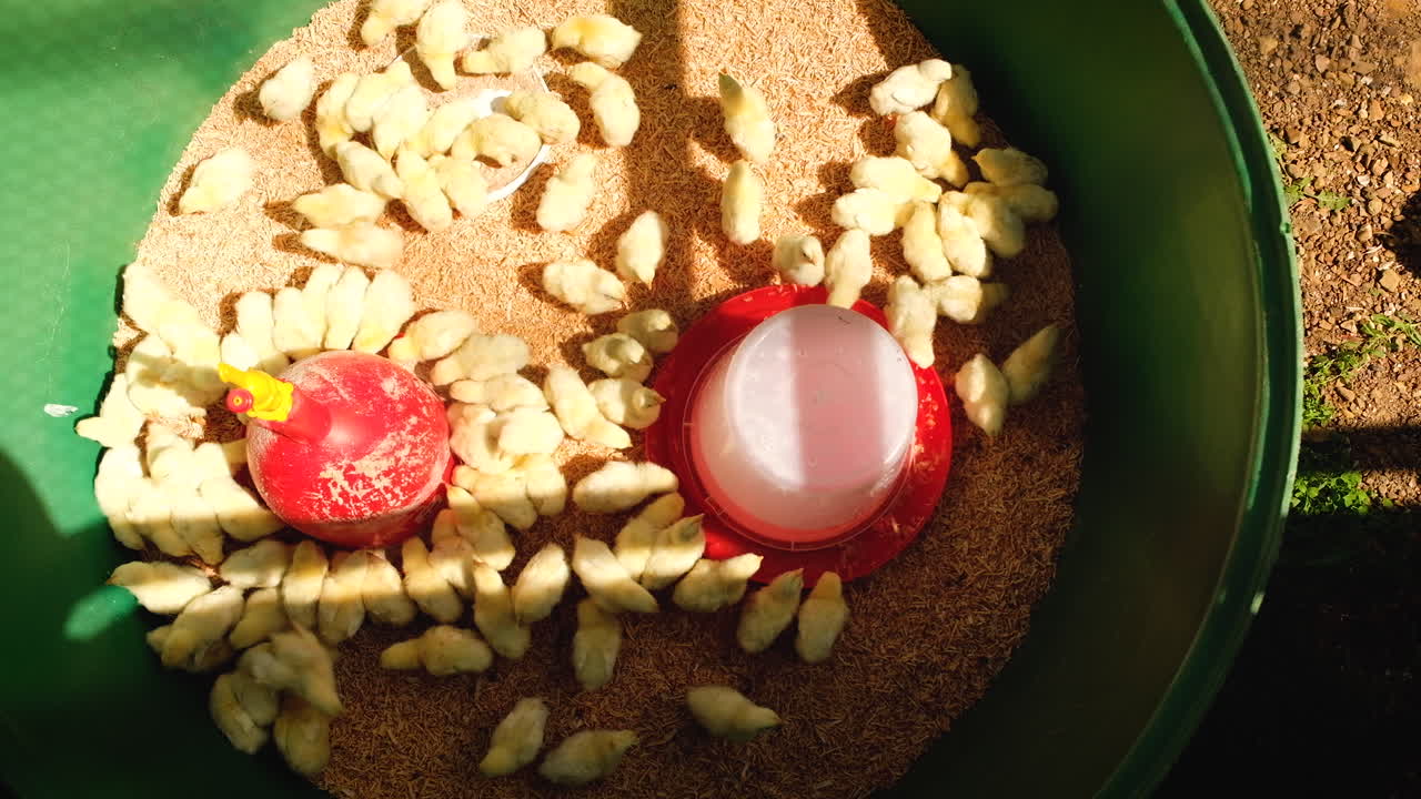 함께 먹이를 먹고 있는 거대한 병아리 무리, 닭장에서 정적 오버헤드 샷