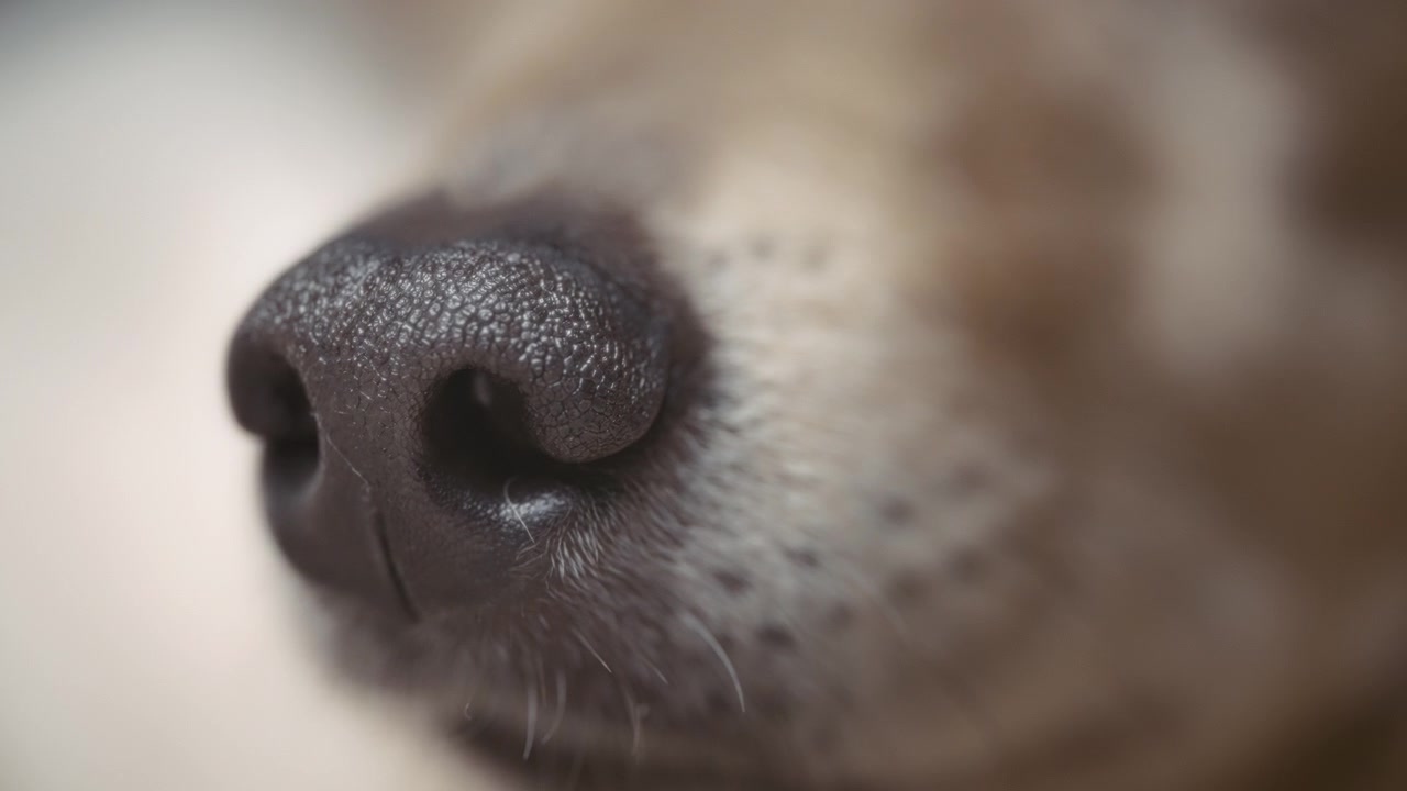 Close up details of a dog's nose