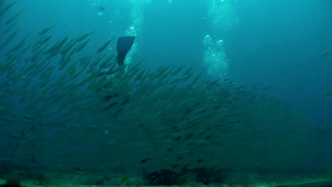 millions of fish swimming around a diver from below