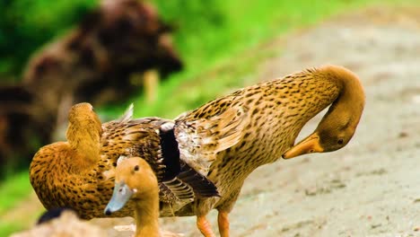 flock of ducks from asia socializing and preening their feathers