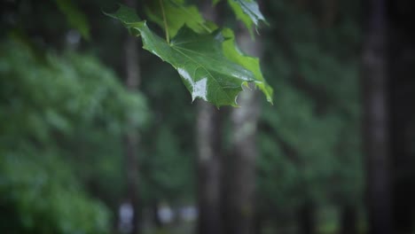 hoja cubierta de rocío con lluvia corriendo por ella