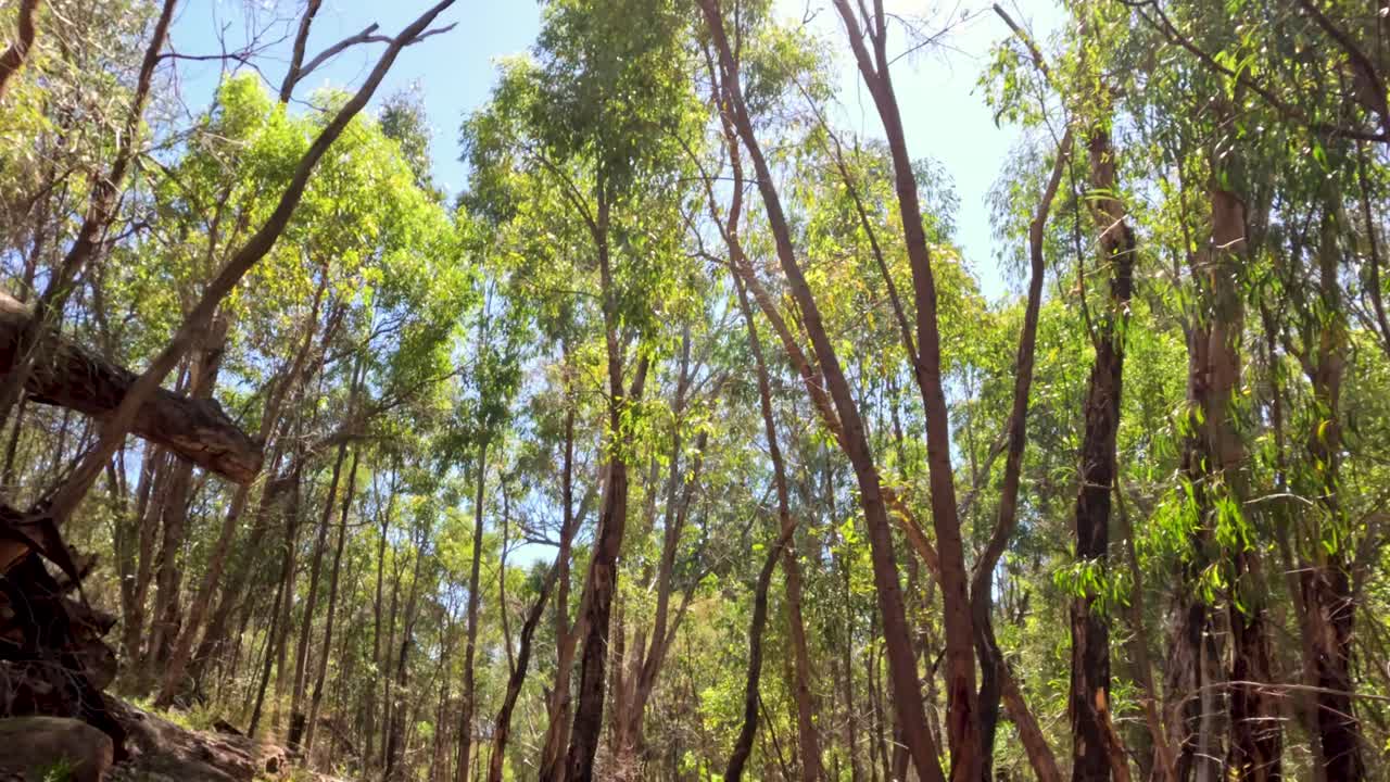 sendero forestal iluminado por el sol con árboles altos
