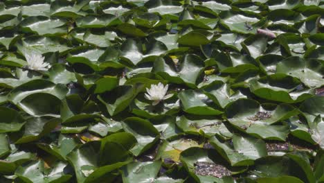 Wenige-Lilienblumen,-Die-Sich-Sanft-Im-Wasser-Kräuseln,-Umgeben-Von-Seerosenblättern