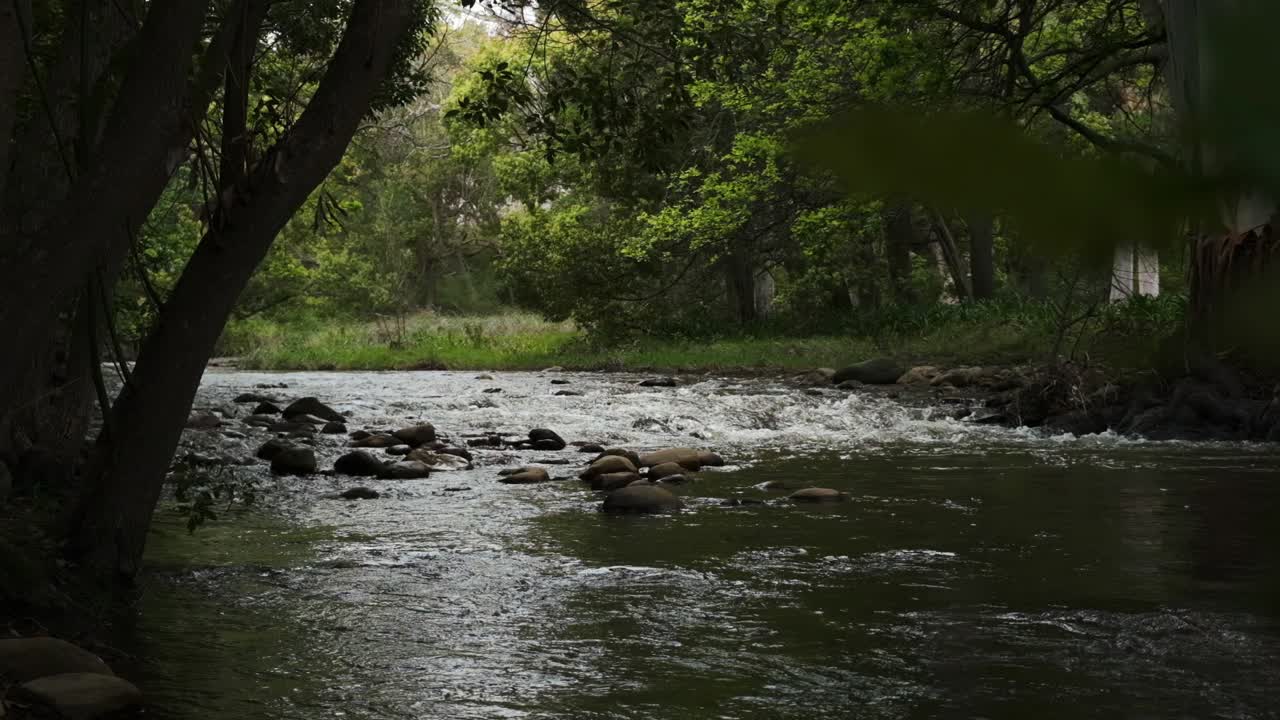 Magnifica e incontaminata vegetazione forestale lussureggiante e suggestivo fiume selvaggio che scorre