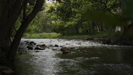 Wunderschönes,-Unberührtes,-üppiges-Waldlaub-Und-Malerische,-Frisch-Fließende-Flusswildnis