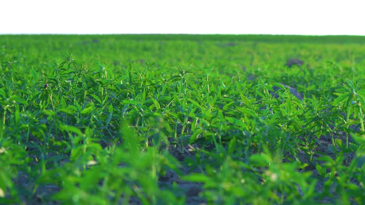 область промышленной конопли