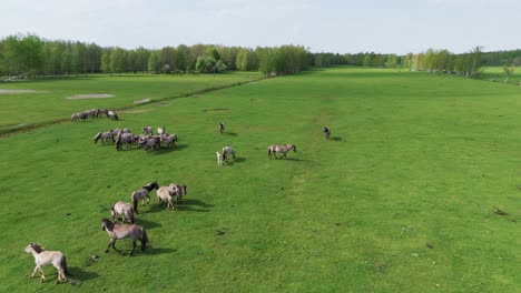 Wildpferde-Und-Auroxen-Kühe-Laufen-Auf-Dem-Feld-Des-Pape-Nationalparks,-Lettland