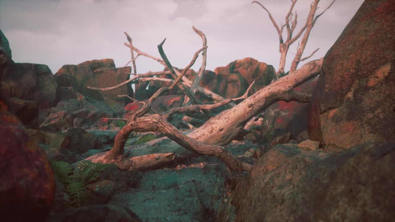 건조한 죽은 나무 가지와 산꼭대기