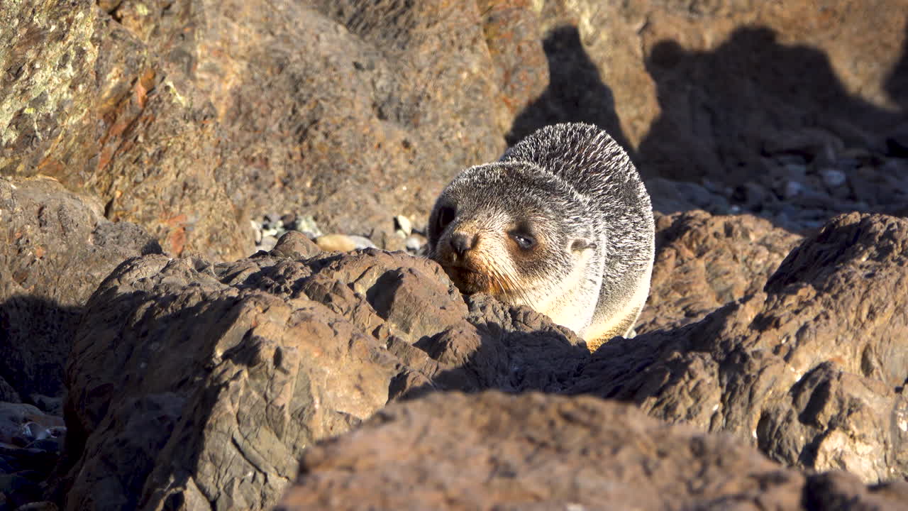 Cute baby Seal jumping between rocks during sunny day at Cape Pailiser in New Zealand - Close up tracking shot
