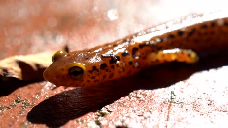 closeup of the side of a long-tailed salamander while it is walking slowly