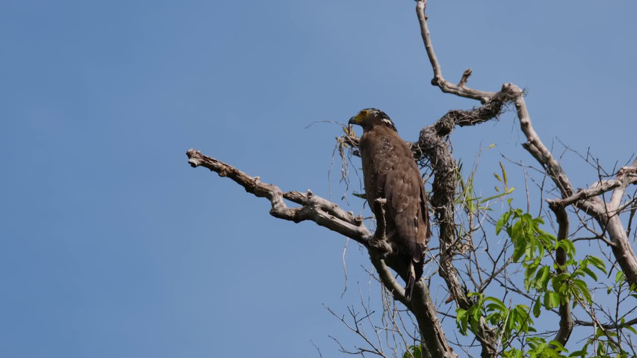 mirando a su alrededor, un águila serpiente de cresta spilornis cheela está encaramado en la parte superior de un enorme árbol dentro del parque nacional kaeng krachan en tailandia