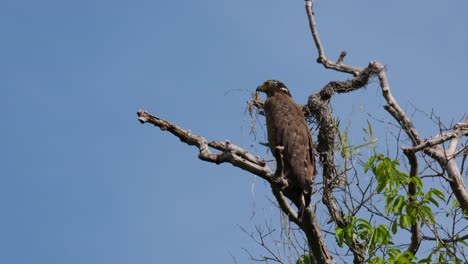 Wenn-Man-Sich-In-Der-Umgebung-Umschaut,-Sitzt-Ein-Haubenschlangenadler-Spilornis-Cheela-Auf-Einem-Riesigen-Baum-Im-Nationalpark-Kaeng-Krachan-In-Thailand