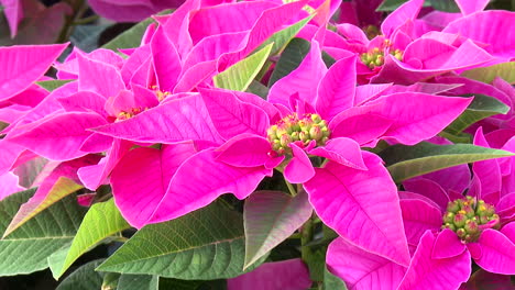 close-up of pink poinsettia flowers