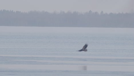 Seeadler-Sitzt-Im-Zeitigen-Frühjahr-Auf-Dem-Gefrorenen-Dünnen-Eis-Des-Sees