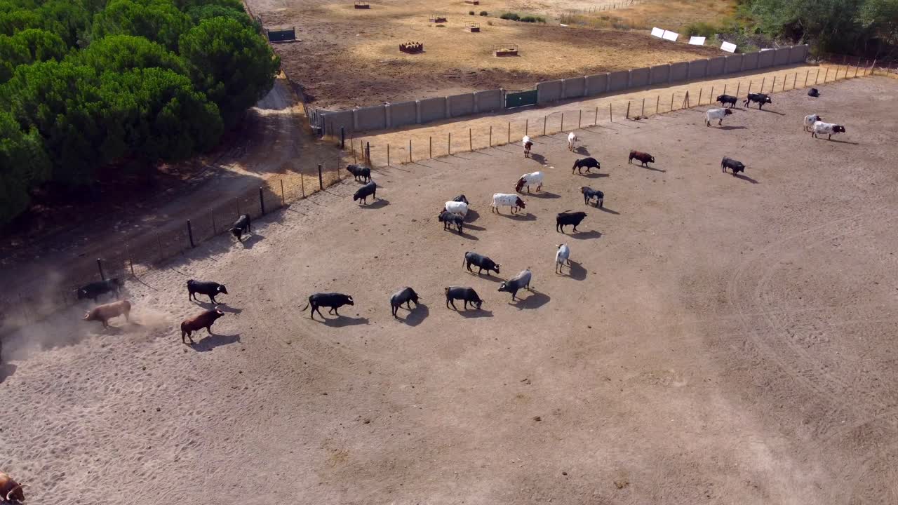 농장의 황소와 황소, 조감도-3