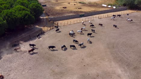 touros e bois em uma fazenda, vista aérea-3