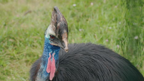 close-up of a cassowary