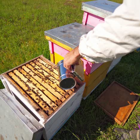open hive with bees. beekeeper uses chimney with smoke over the beehive. busy bees are crawling on wooden frames. apiary concept.