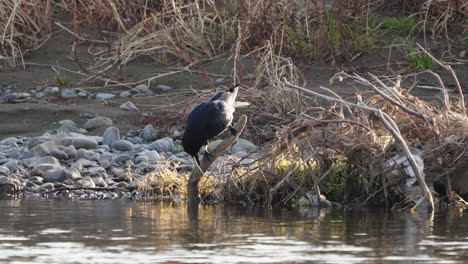 large-billed crow rubbing its beak against the branch by the river in tokyo, japan - static shot