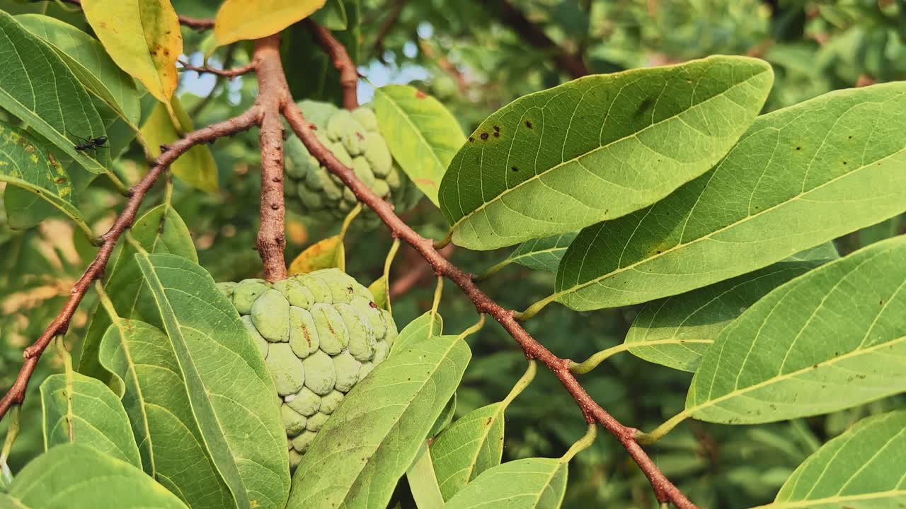 Closeup custard apple fruits nestled among green leaves as the branch sways gently in warm daylight, capturing natural textures and soft movement