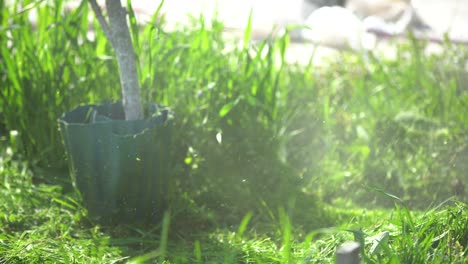 mown grass. the process of mowing tall grass with a trimmer