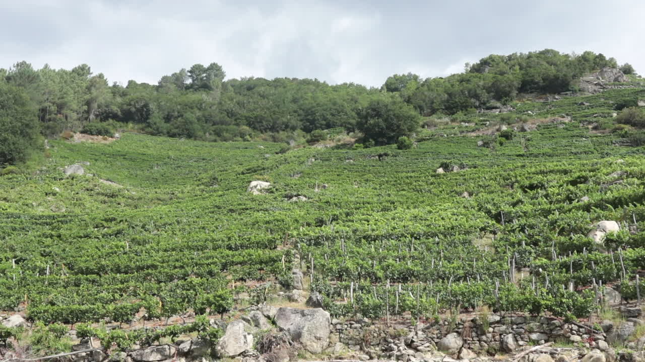 exuberantes terrazas de viñedos verdes en un paisaje montañoso bajo un cielo nublado