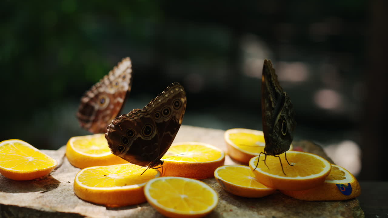 Two butterflies eating nectar from slices of oranges