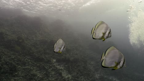 group of batfish swimming closeby the camera in 4k