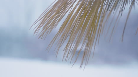 primer plano extremo de agujas de pino amarillo-naranja rebotando en el viento durante una fuerte nevada con una casa en el fondo