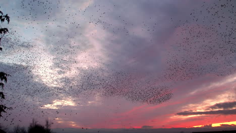 murmuration of starlings gathering above their roost against the evening sky