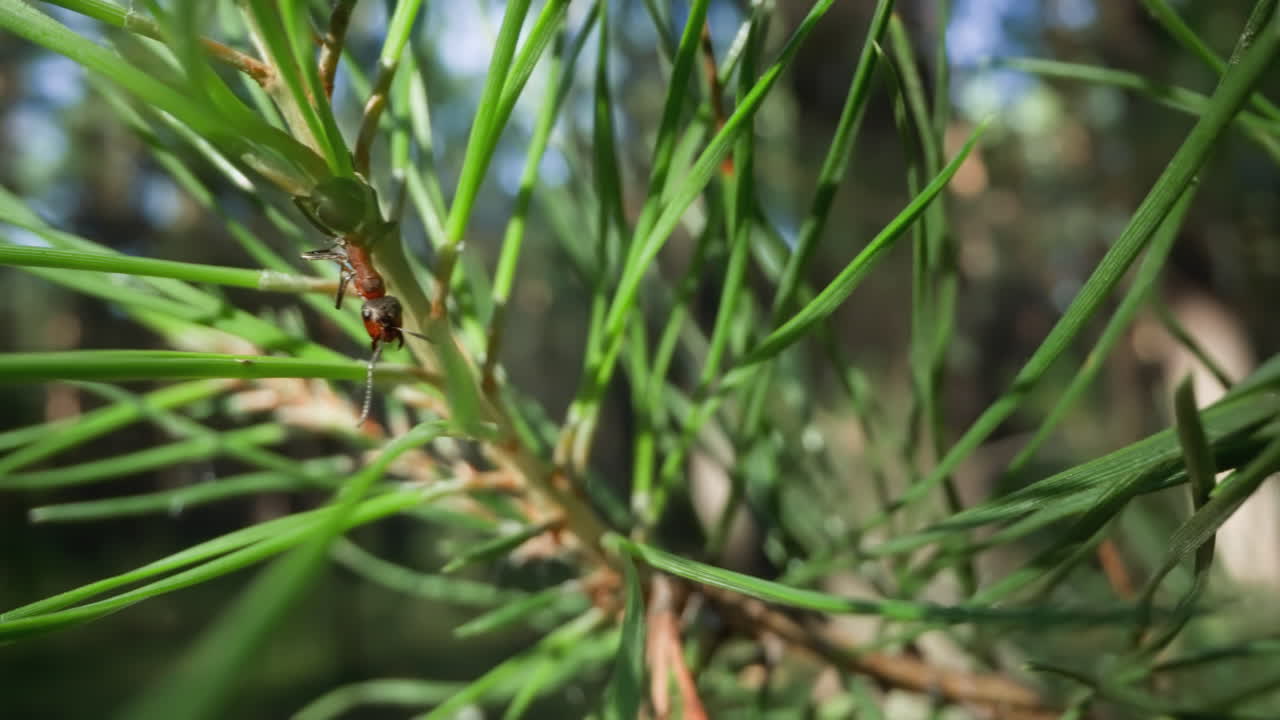 primer plano de agujas de pino con un insecto, textura detallada y fondo de bosque borroso