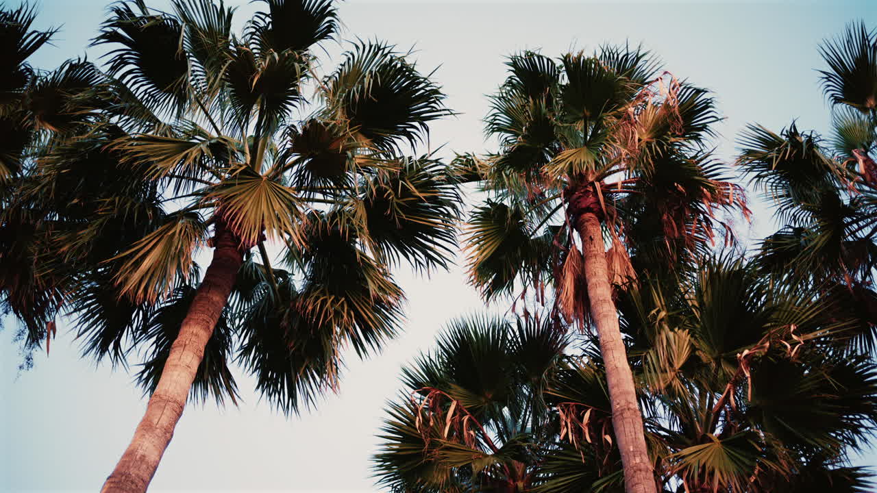 A line of tall palm trees captured at sunset with warm light illuminating the fronds
