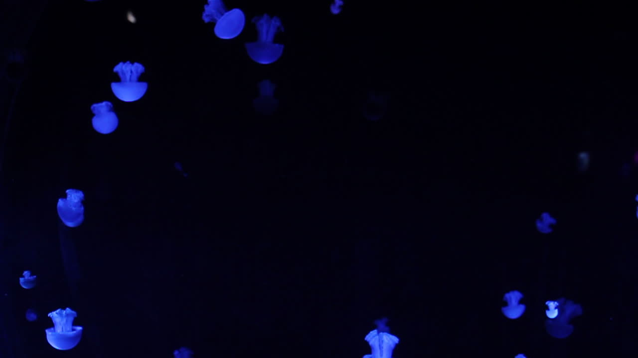 어두운 수족관의 해파리