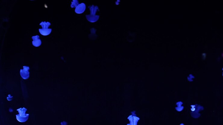medusas en un acuario oscuro