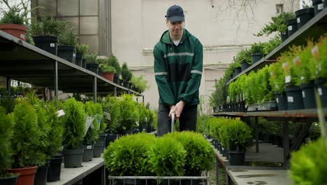 entrega fresca: desempacar nuevas plantas en el centro de jardinería