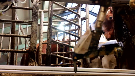 norwegian red cows look on anxiously towards where milking system is, low slider