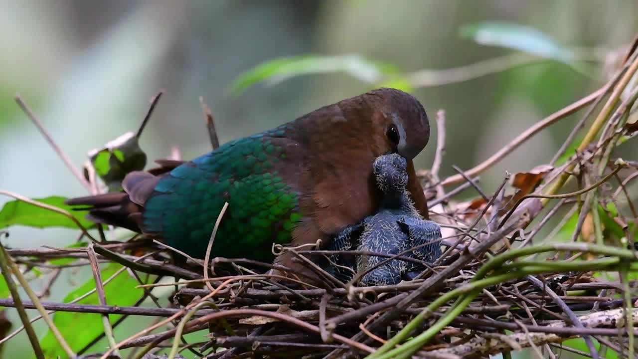 The Common Emerald Dove is common to Asian countries and it's famous for its beautiful emerald coloured feathers
