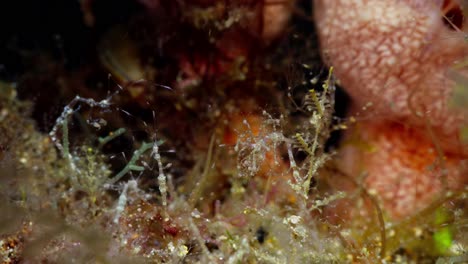 female skeleton shrimp brooding juveniles as they hang onto her