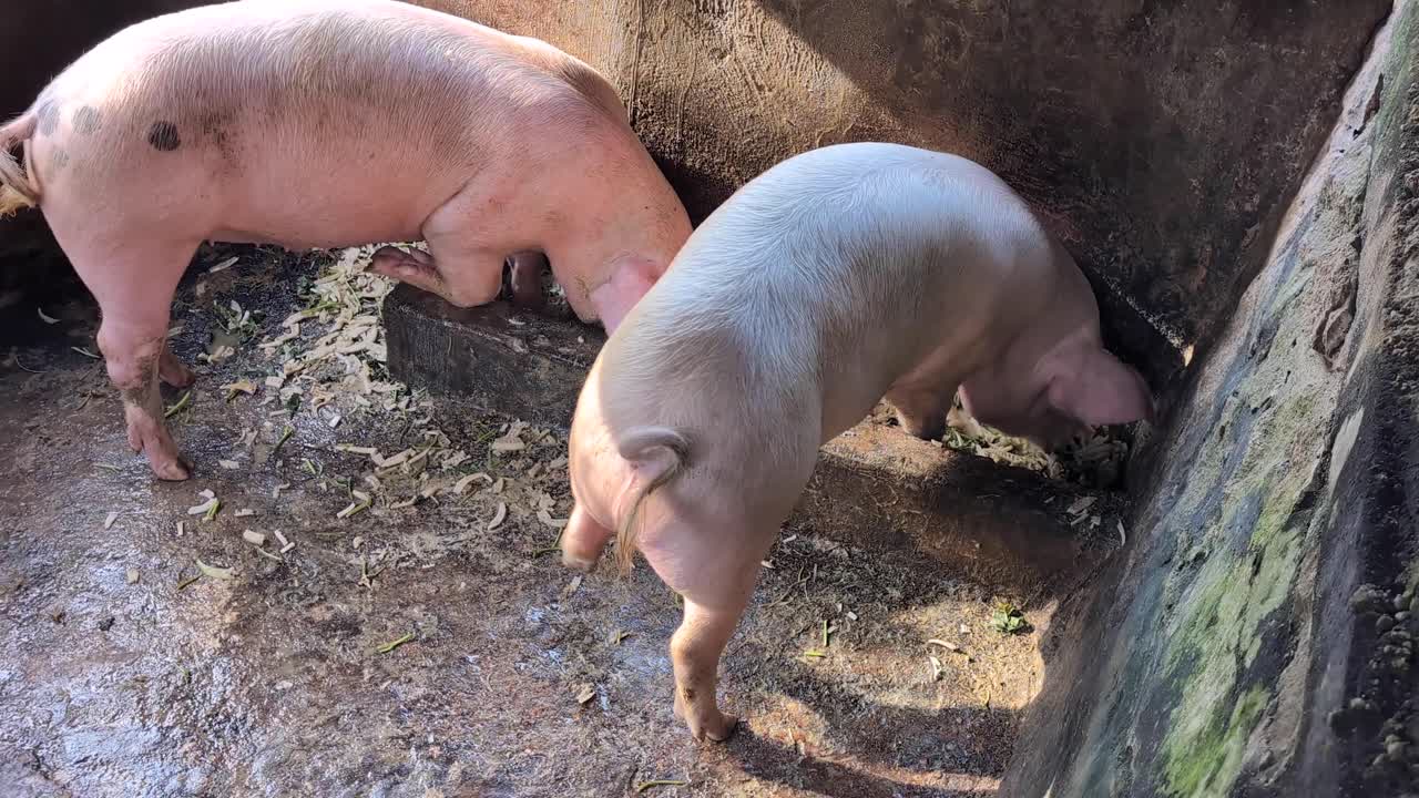 Two big pink pigs eating fast from food trough in animal pen on rural countryside farm in Bali Indonesia